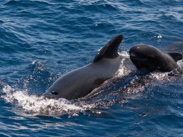 Ocean Atlantycki – Atrakcje, Sporty Wodne i Wieloryby na Teneryfie